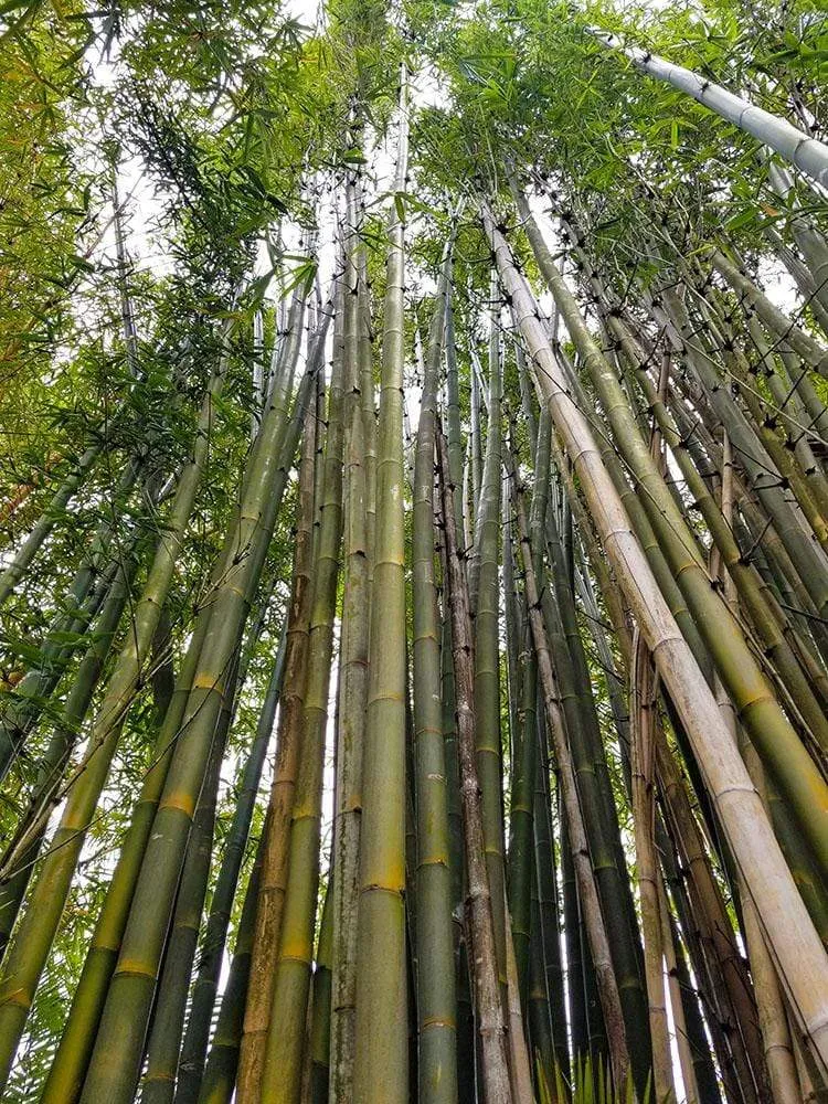 Bamboo Hammock Stand - Eco-Friendly XL